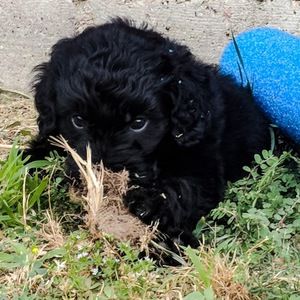 Meet your Posher, Daryl